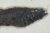 Uncommon Fish Fossil (Mioplosus) - Wyoming #179316-3